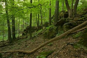 Thick, green forest.