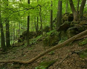 Johnsonburg Swamp Preserve