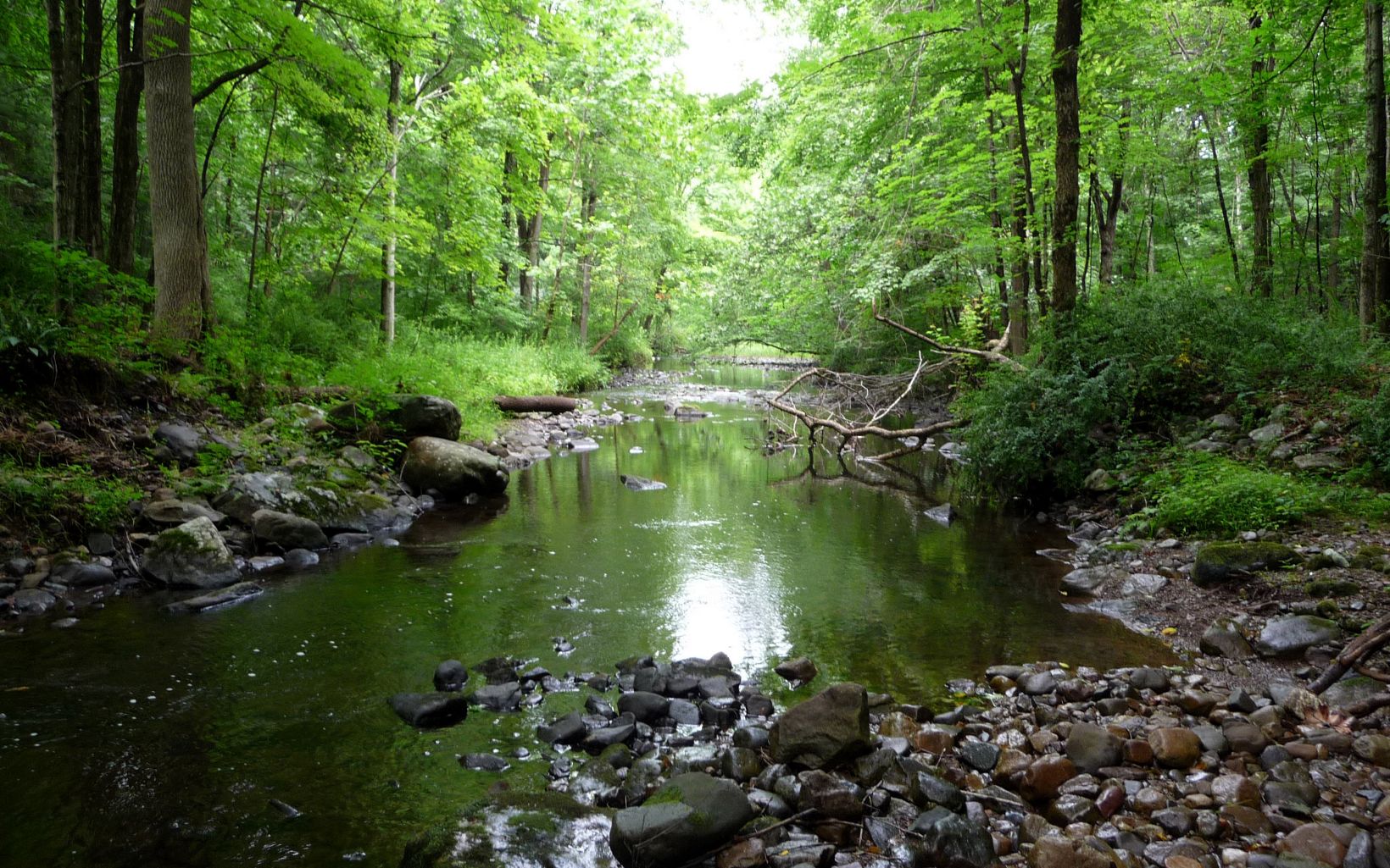 A stream runs through the shade of a lush, green forest in summertime.