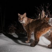 Bobcat at night