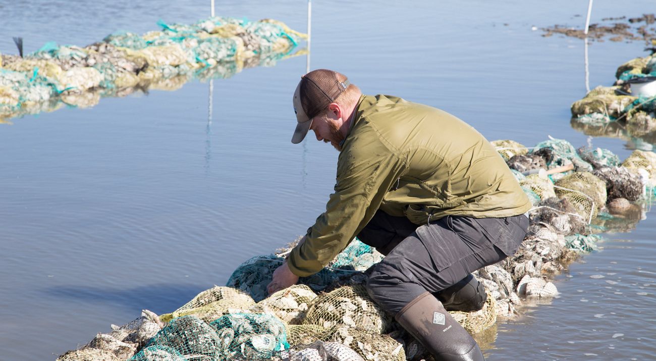 Oyster reef installation at Gandy's Beach. A man stoops to place bags of oyster shells in a row in shallow water.