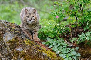 A bobcat gets ready to pounce from a rock.