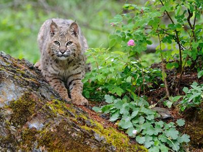 Adult bobcat on a rock.