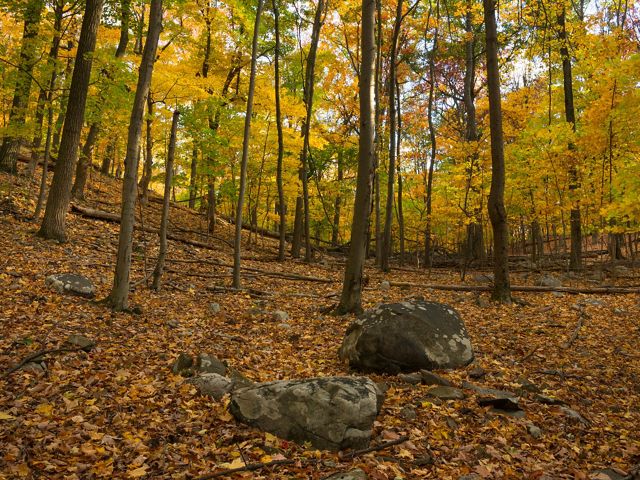 Leafy woods in the fall.