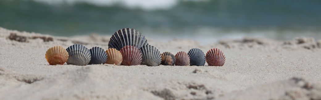 A close-up view of a collection of multicolored seashells neatly lined up on the sand of a beach with waves from the ocean visible in the background.