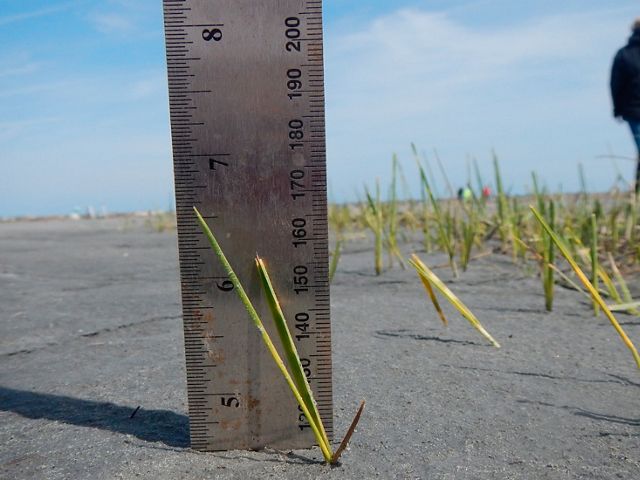 A ruler next to marsh grasses.