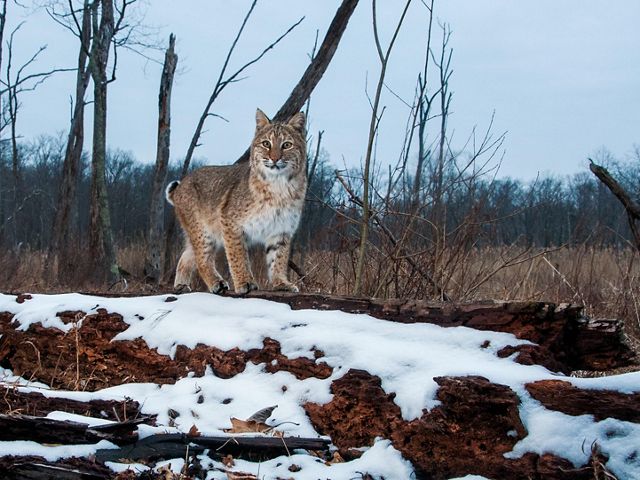 This endangered New Jersey bobcat was photographed at TNC's Blair Creek Preserve.