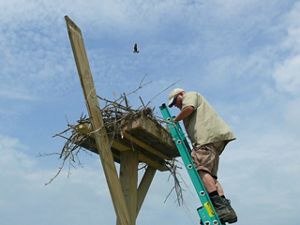 A man stands on a ladder to monitor an osprey platform while an osprey flies high overhead. 