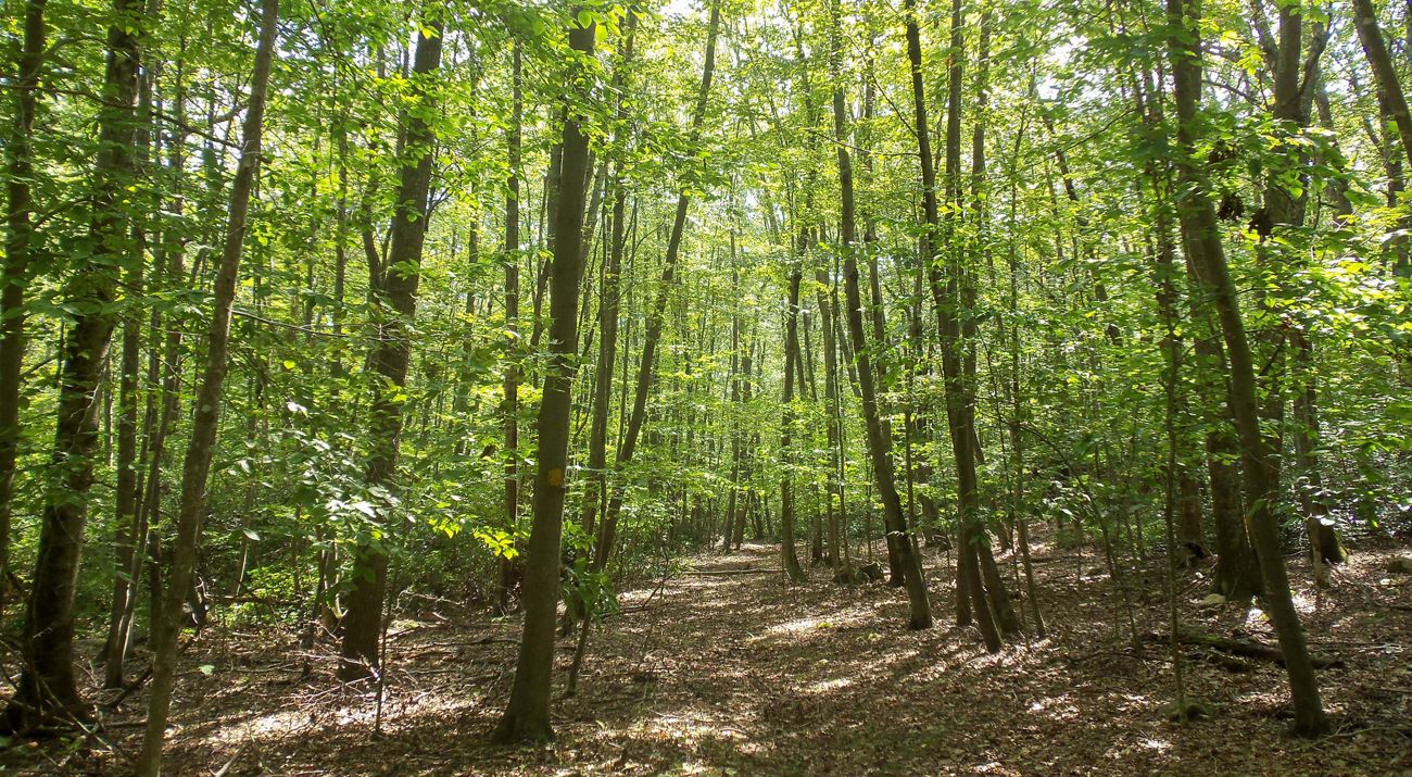 A trail leads through the forest at Cancochet Brook Preserve in Rhode Island.