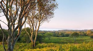 A long view across a pastoral landscape, with twisting shadbush trees in the foreground. 