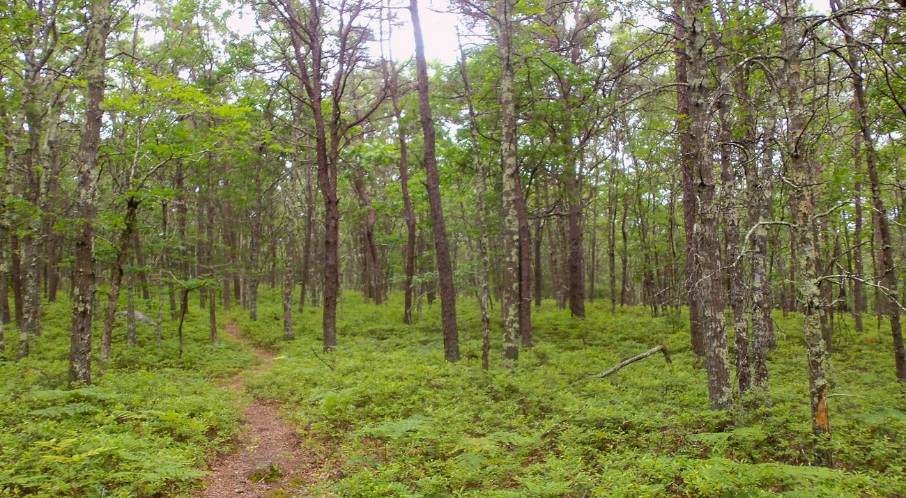 An open forest of oak and pine trees, over a dense, green understory.