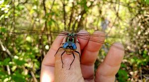 Close-up of a dragonfly that has landed on a person’s thumb.