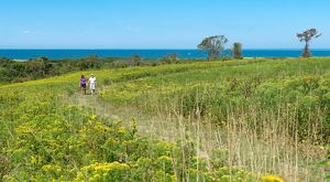A dirt trail winds through a meadow with the ocean in the distance.