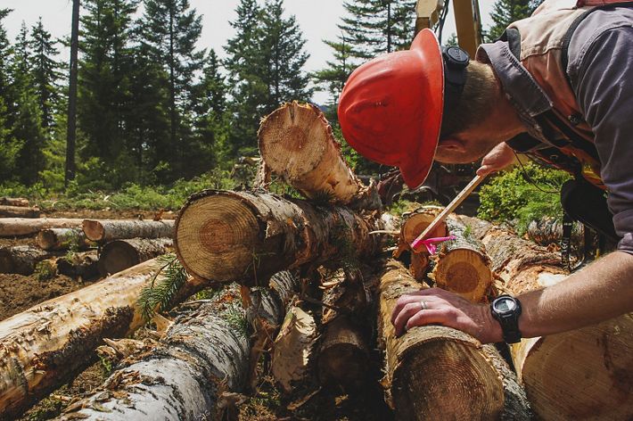 Photo of a man measuring logs for processing.