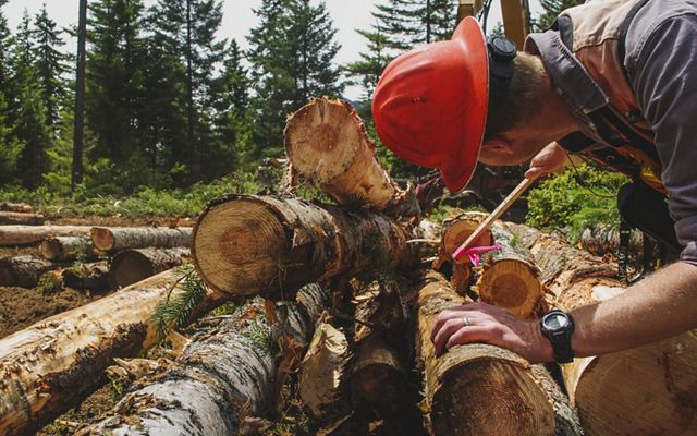 measures the diameter and length of logged trees to determine if they are the right size for processing mills. 