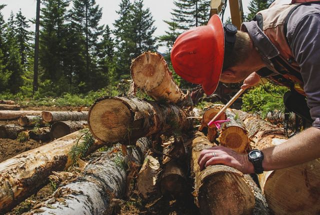 Photo of a man measuring logs for processing.