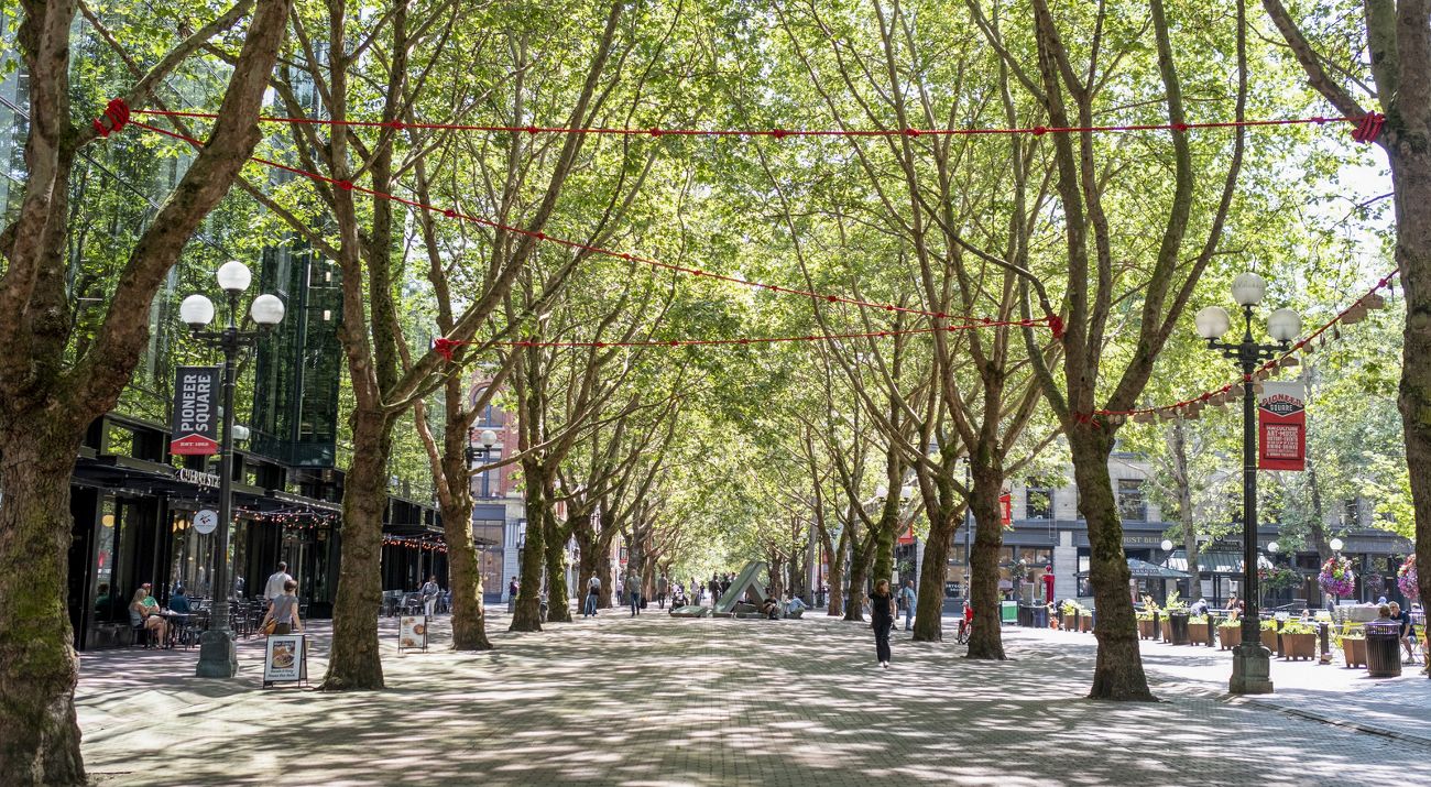 Trees line an urban walkway in Pioneer Square in Seattle.