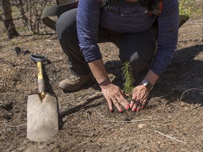 plant saplings in an area that burned during the 2017 Jolly Mountain fire near Roslyn, Washington. Thinking big and thinking ahead is the legacy of TNC in Washington.
