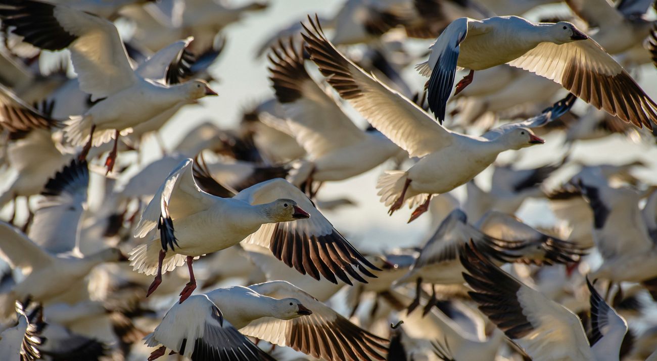 Closeup of a flock of snow geese in flight.