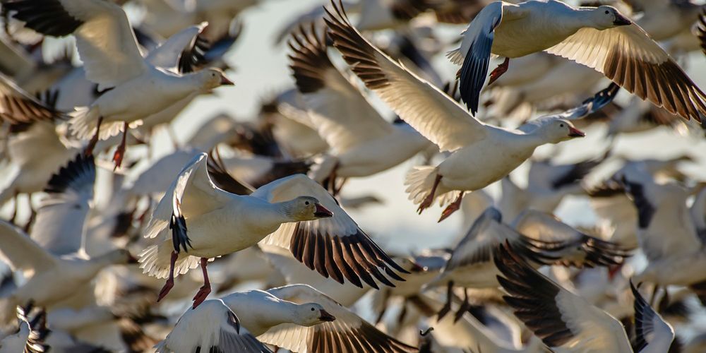 A close up of a flock of snow geese in mid-flight.