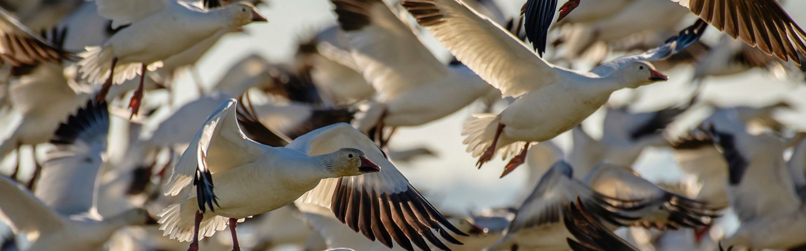A close up of a flock of snow geese in mid-flight.