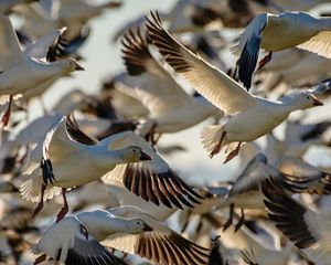 Closeup of a flock of snow geese in flight.
