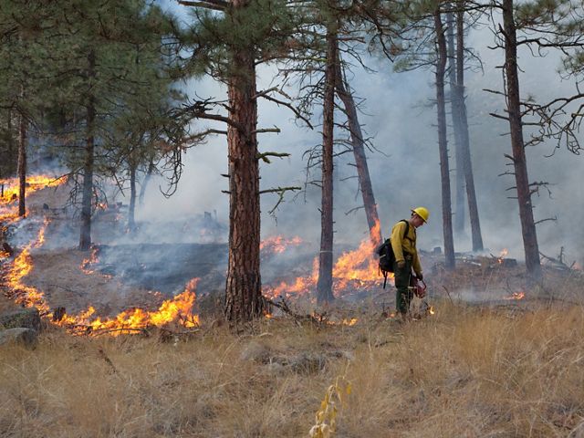 in ponderosa pine forest in fall on Sinlahekin Wildlife Area in Okanogan County, WA. Treatment unit is Conner 5, which had been logged and thinned in winter prior. Seth Midkiff lighting with drip torch. 