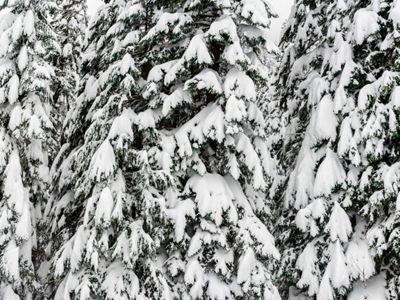 Snow-covered trees line the trail snowshoeing to Franklin Falls along the south fork of the Snoqualmie River.