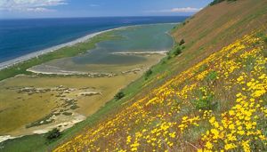 Expansive view of blue sea in the distance with a lagoon below and a steep bluff covered by yellow wildflowers in the foreground.