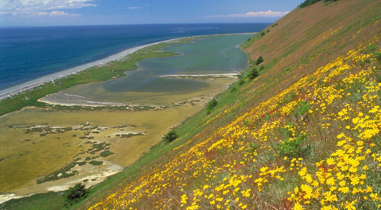 Expansive view of blue sea in the distance with a lagoon below and a steep bluff covered by yellow wildflowers in the foreground.