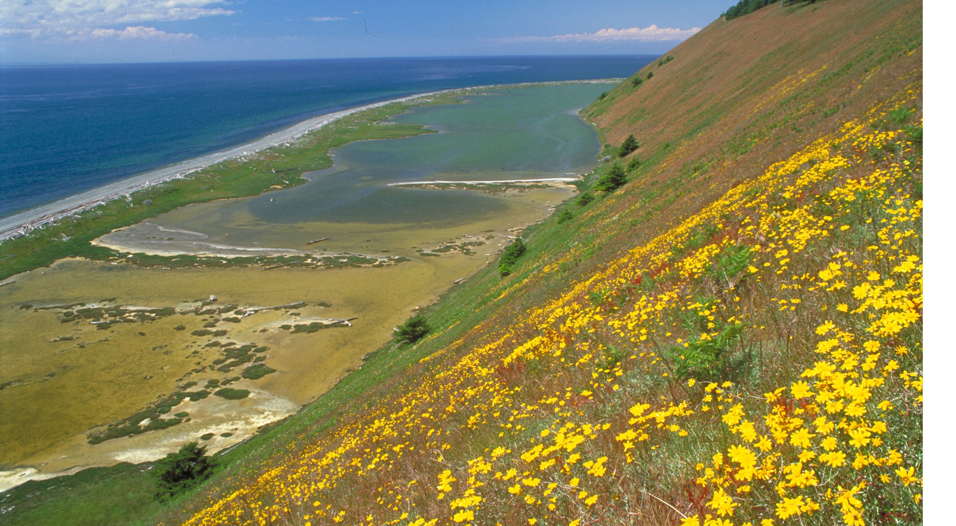 Perego's Lagoon viewed from bluff at Ebey's Landing. Yellow flower is Oregon sunshine.