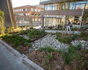 A woman walks by a rain garden in Seattle