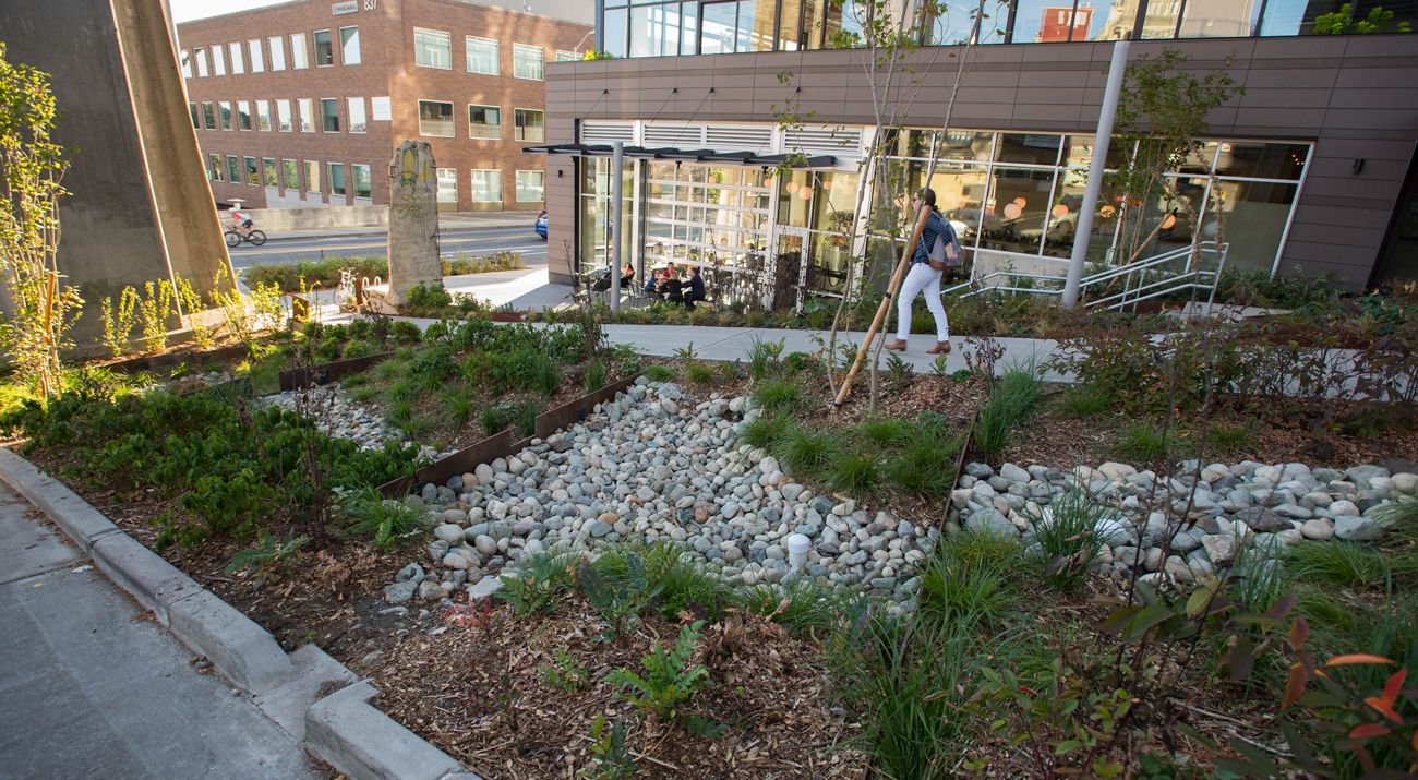 A woman walks by a rain garden in Seattle