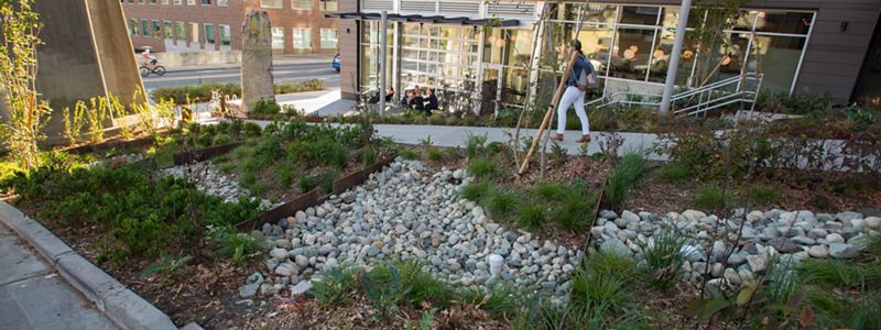 a rain garden next to a sidewalk.