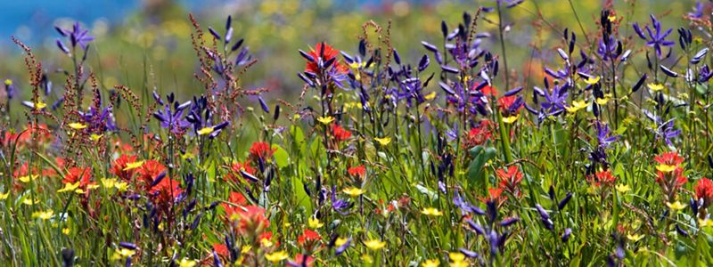 Closeup view multi colored flowers.