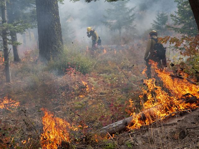 A crew of fire practitioners conduct a prescribed burn on 33 acres at Roslyn Ridge in the central Cascades during a TREX training exchange.