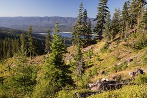 A forest surrounding a mountain lake. 