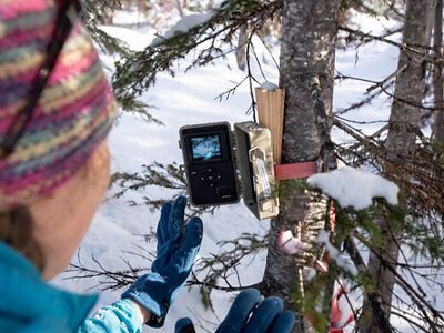 A scientist looking at a device connected to a tree to measure snowpack.