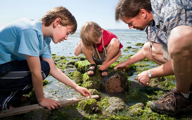ai se agacha em uma área de maré com rochas cobertas de algas enquanto seus dois filhos atiram uma pedra e procuram bichinhos.