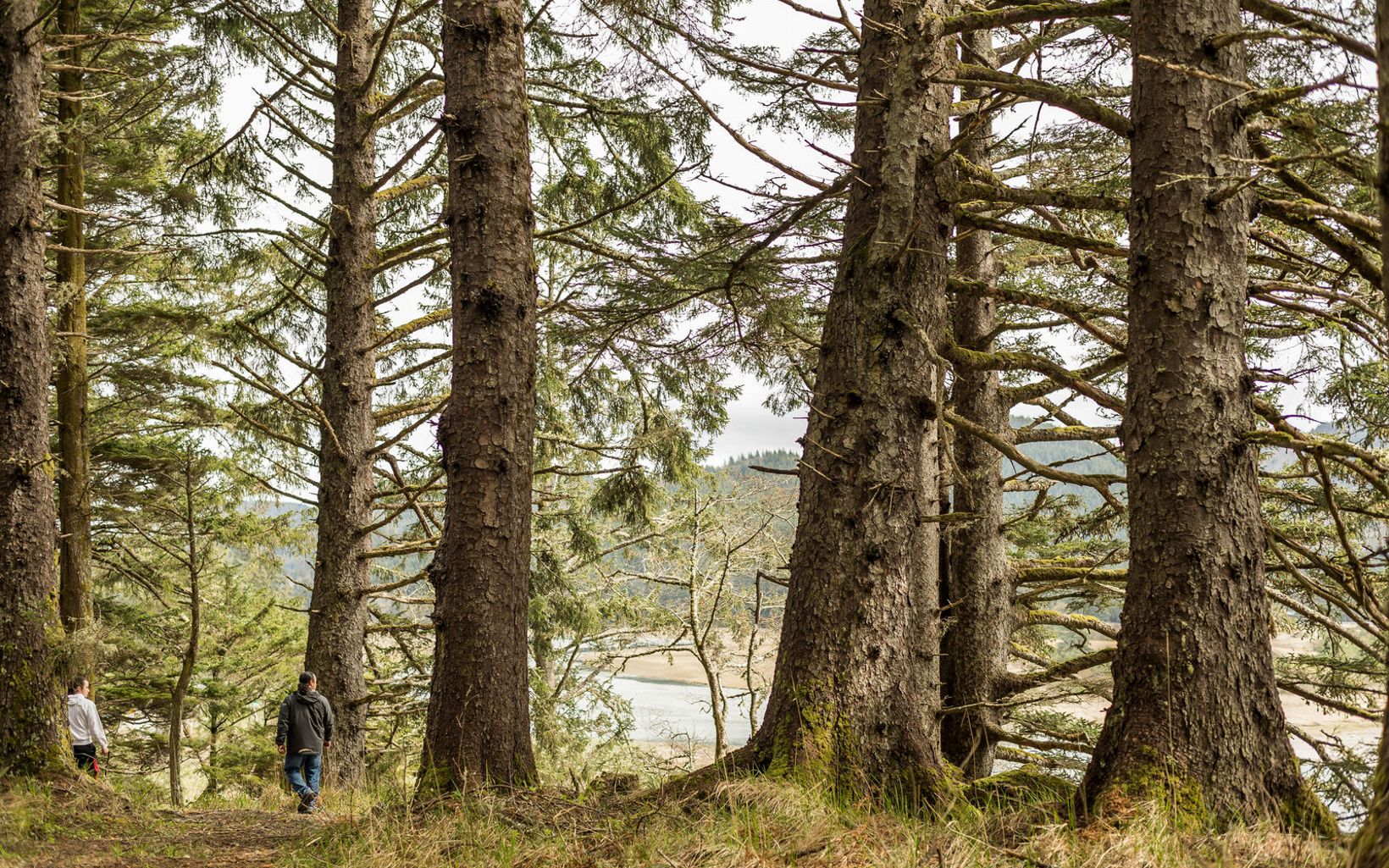 Makah tribal members walk through old-growth Sitka spruce forests near Neah Bay.