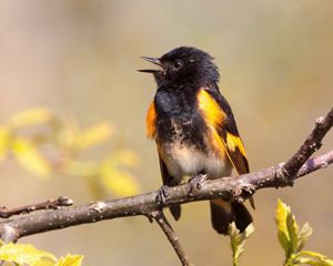 An orange and black bird calls while sitting on a tree branch.