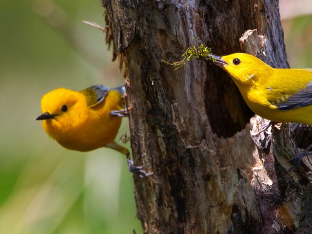 Two small yellow and gray songbirds perched on a tree. One is holding a piece of moss in its beak.