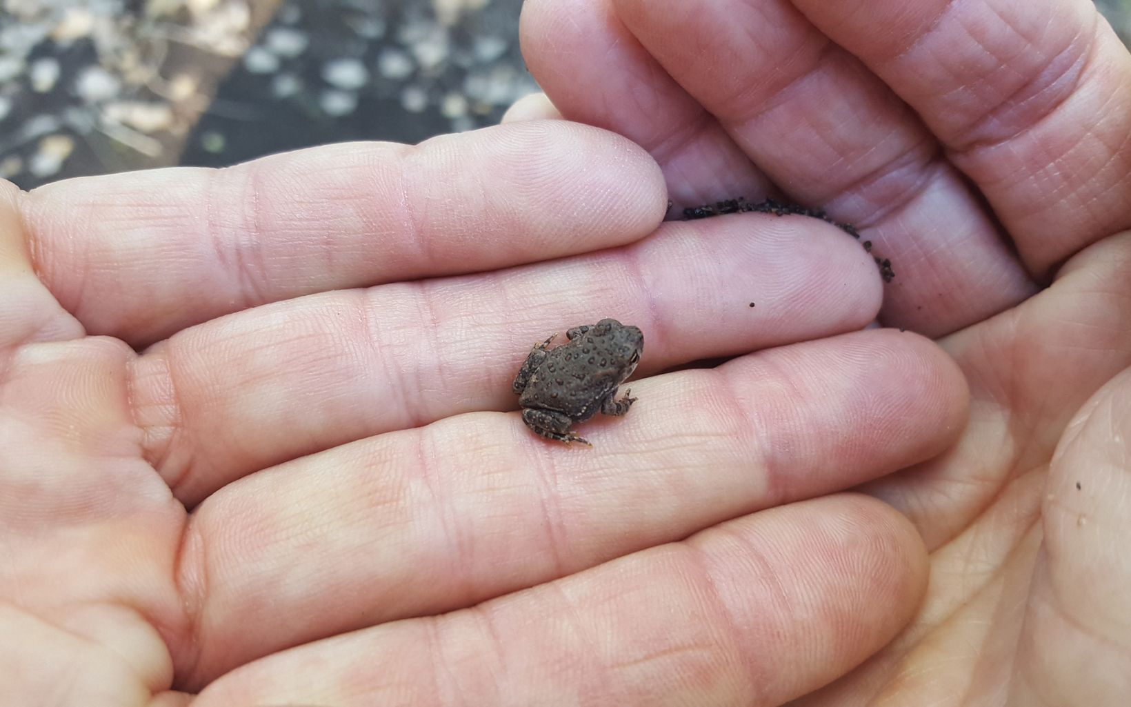 A tiny toad sits in the palm of an open hand.