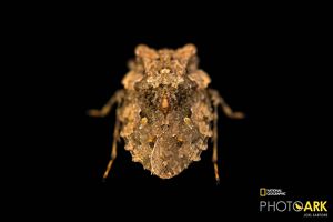 Big-eyed toad bug on black background.