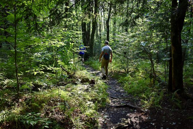 A person walks through a cleared trail running through a dense forest.