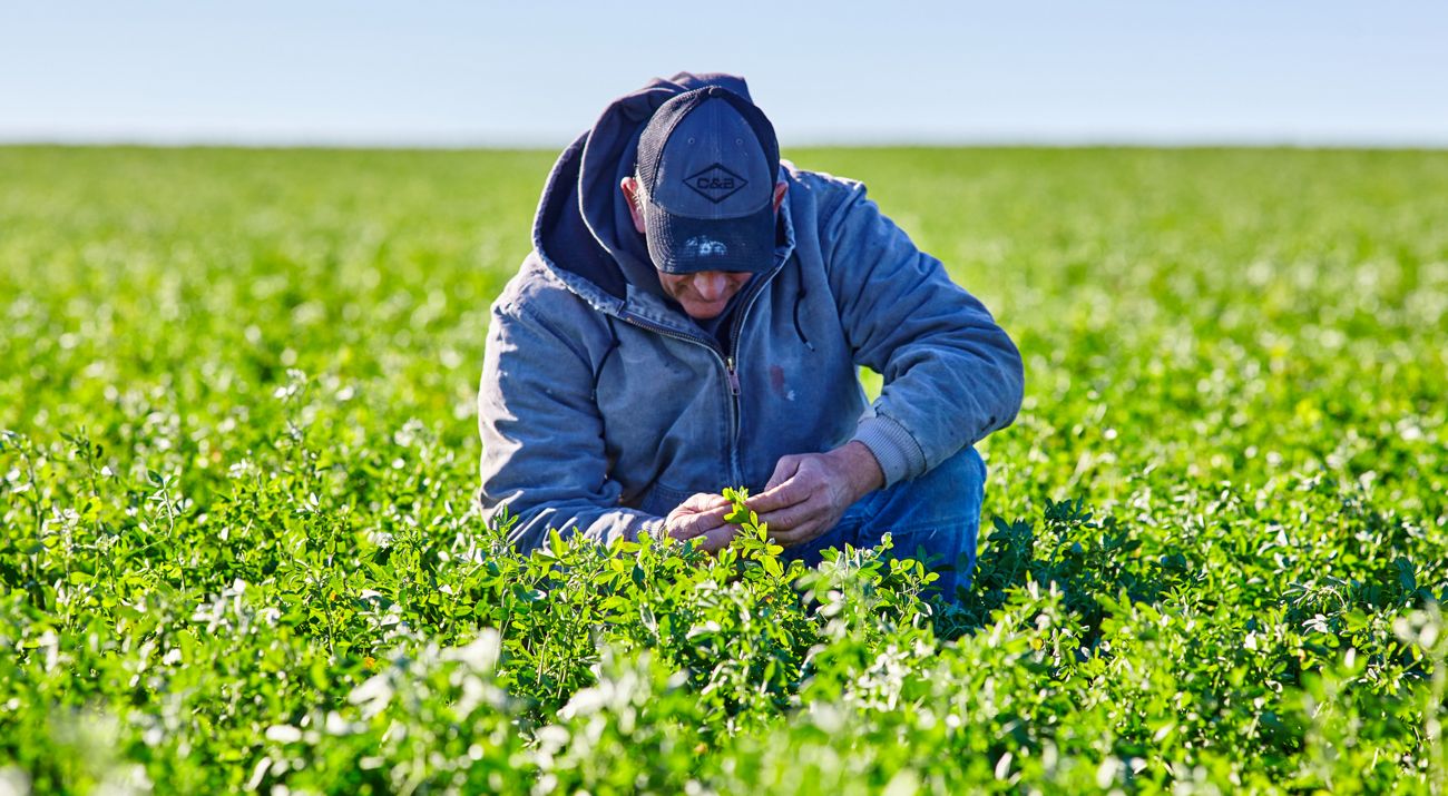 Farmer in a field of cover crops looking happy.