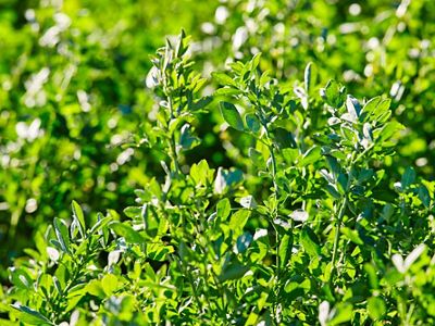 Alfalfa growing in a field.