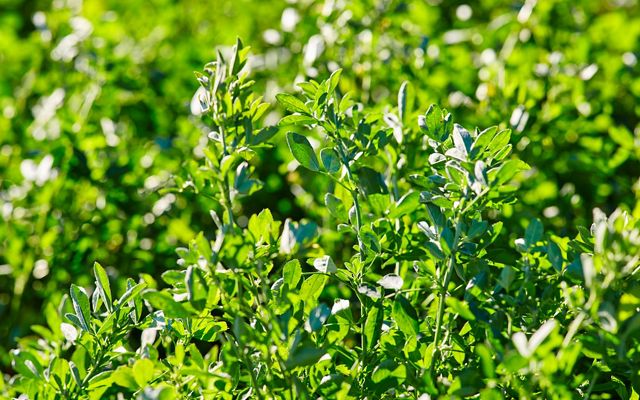Closeup of healthy, green alfalfa cover crops.
