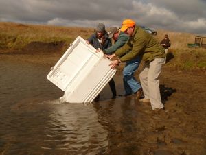 A small group of people dumping a cooler of small minnows into a creak.
