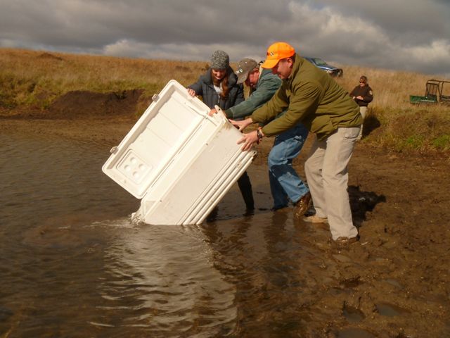 A small group of people dumping a cooler of small minnows into a creak.
